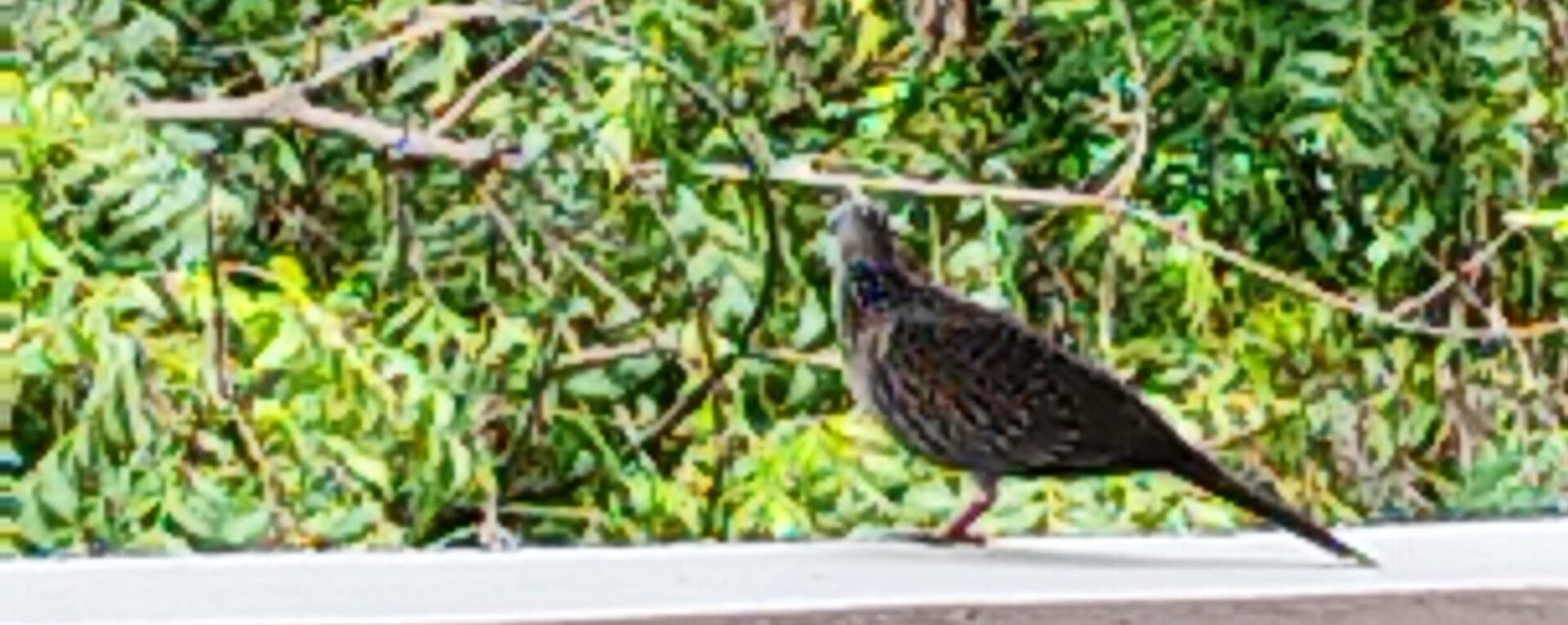 Read more about the article மணிப்புறா