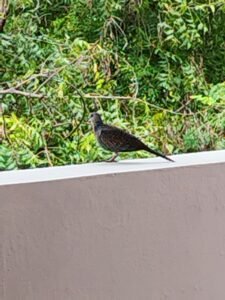 மணிப்புறா