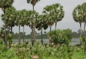 ஊர்ப் பெயர்கள் : நாற்றத் துழாய் முடி Read more about the article ஊர்ப் பெயர்கள் : நாற்றத் துழாய் முடி