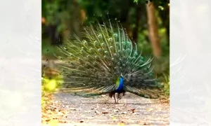 அடுக்கத்து ஆடுமயில்