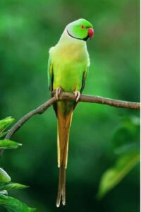 தூது இலக்கியம் 1 தூது இலக்கியம் 1