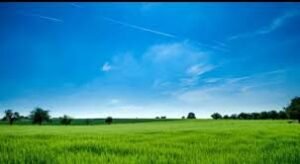 வீற்றிருக்கும் மருதம்!