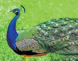 Read more about the article வீற்றிருக்கும் மருதம்!