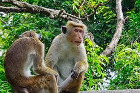 Read more about the article அடுக்கத்து ஆடுமயில்