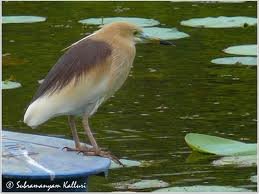 Read more about the article தூது இலக்கியம் 2